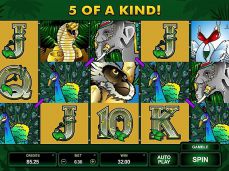 Afi4wins