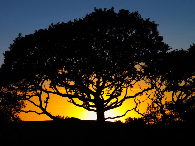 Silver oak casino login