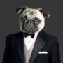 PugDaddyUSA