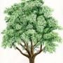 MalaveTree