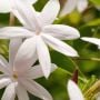 flower_bloom
